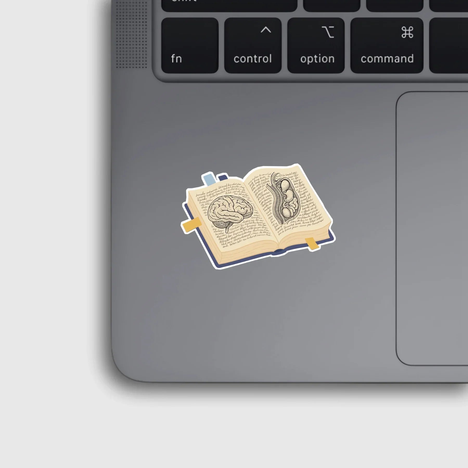 Vintage Anatomy Textbook Sticker-Brain/Abdomen